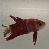 betta splendens man