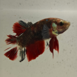 betta splendens man