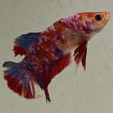 betta splendens man