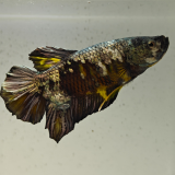 betta splendens man