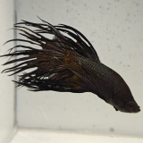 betta splendens man