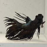 betta splendens man