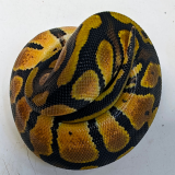 Python regius