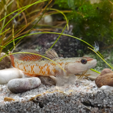 Rhinogobius zhoui