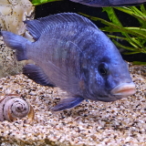 Placidochromis phenochilus