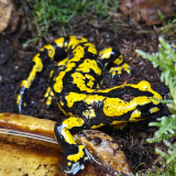 salamandra salamandra