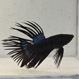 betta splendens man