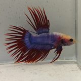 betta splendens man