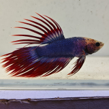 betta splendens man