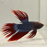 betta splendens man