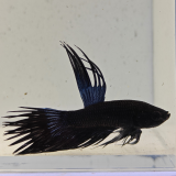 betta splendens man