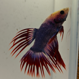 betta splendens man