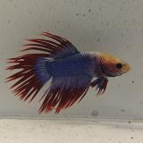 betta splendens man