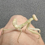 sphodromantis species