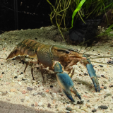 Cherax boesemanni (Blue Hammer)