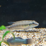 wallaceochromis signatus