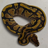 Python regius