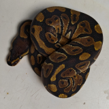 Python regius