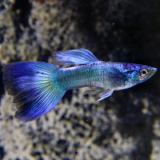 Lebistes reticulatus (man) blue phantom