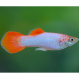 Lebistes reticulatus (man) pink tail