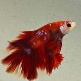 betta splendens man