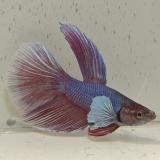 betta splendens man