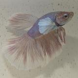 betta splendens man