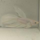 betta splendens man