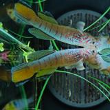 Aphyosemion sjoestedti