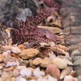 Hoplosternum thoracatum