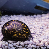 vittina species