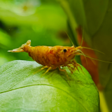 neocaridina heteropoda (koi sunburst)