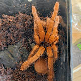 Hysterocrates gigas 