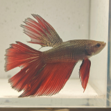 betta splendens man