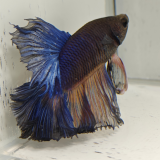 betta splendens man