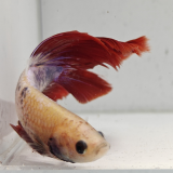 betta splendens man