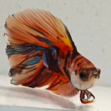betta splendens man