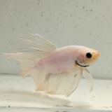 betta splendens man