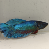 betta splendens man