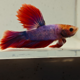 betta splendens man