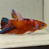 betta splendens man