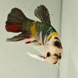 betta splendens man