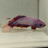 betta splendens man