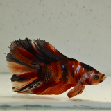 betta splendens man