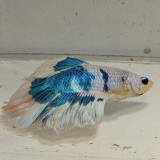 betta splendens man
