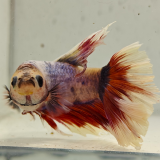 betta splendens man