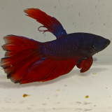 betta splendens man