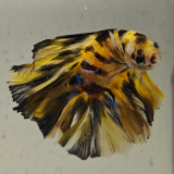 betta splendens man