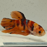betta splendens man