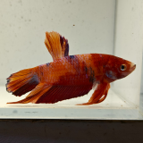 betta splendens man